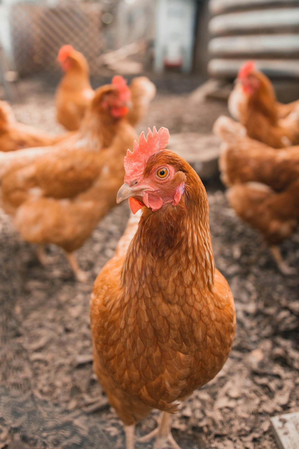 Galline allevate a terra nei pascoli biologici